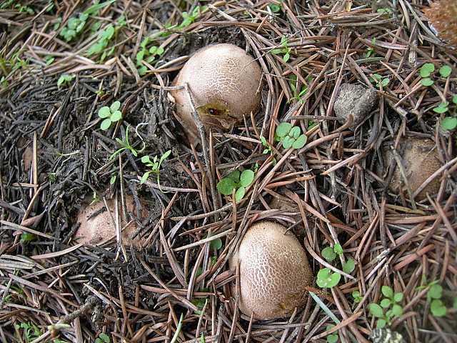 Le  meraviglie della foresta